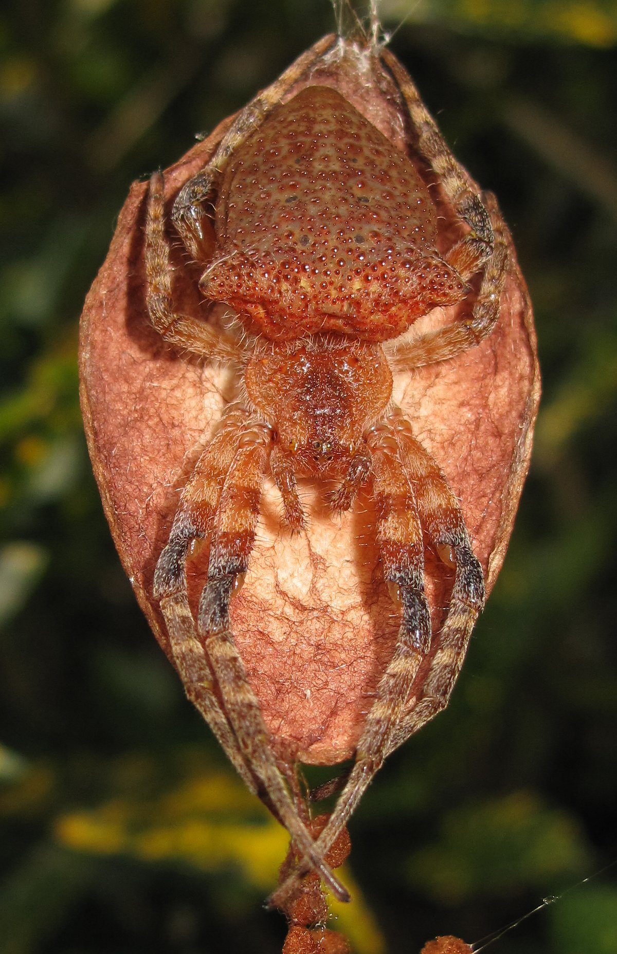 Cyrtophora unicolor Femelle
